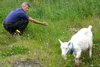 092_Knut_lokker_paa_geit.jpg